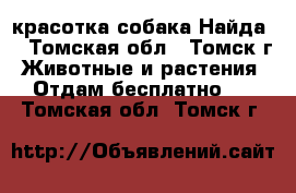 красотка собака Найда  - Томская обл., Томск г. Животные и растения » Отдам бесплатно   . Томская обл.,Томск г.